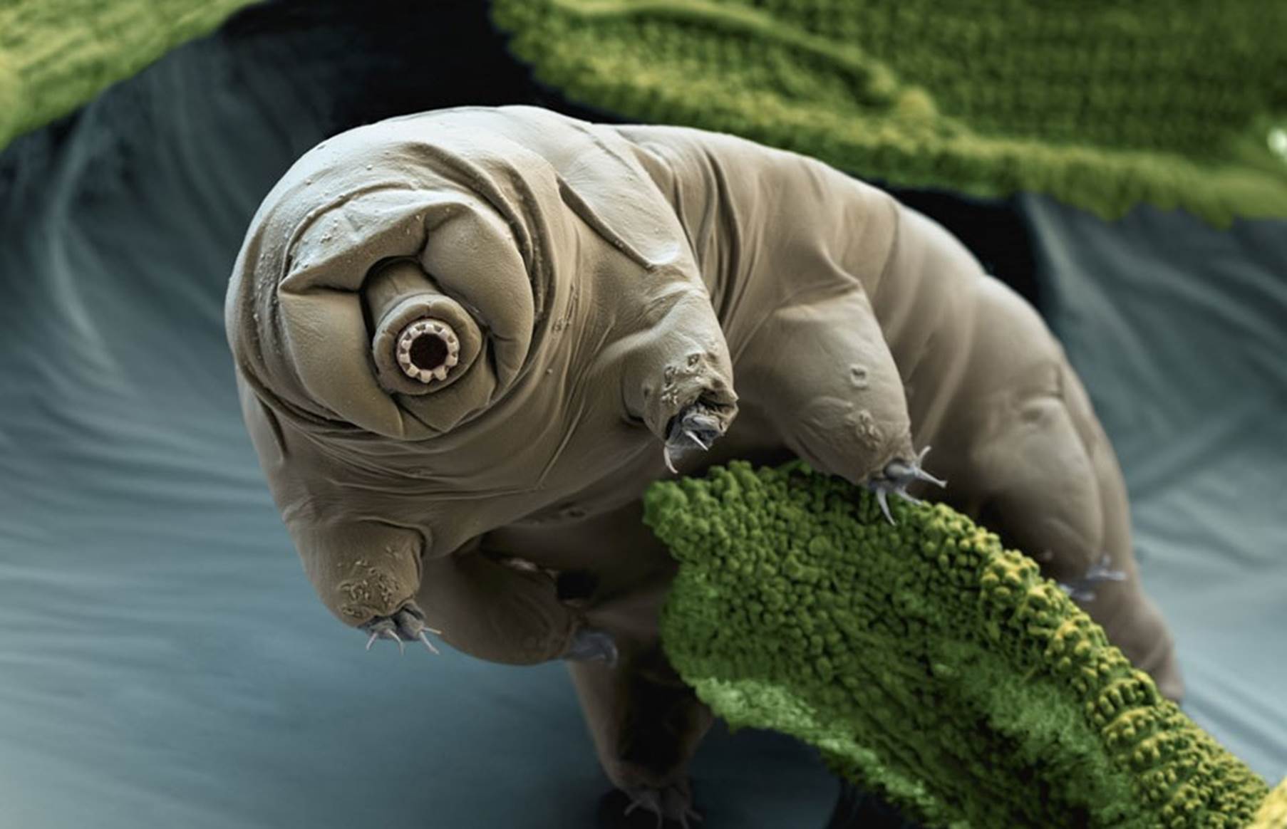 Á¶°¢»ó, ÄÚ³¢¸®, »ç¶÷, Àå³°¨ÀÌ(°¡) Ç¥½ÃµÈ »çÁø ÀÚµ¿ »ý¼ºµÈ ¼³¸í